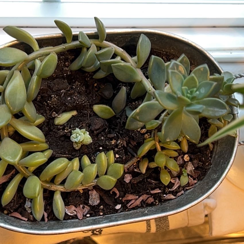 Photo of the plant species Graptopetalum Ellen by @SwellYellowpine named Elina on Greg, the plant care app