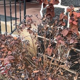 Photo of the plant species St John's Wort by @WellmadeRedtree named Curie on Greg, the plant care app