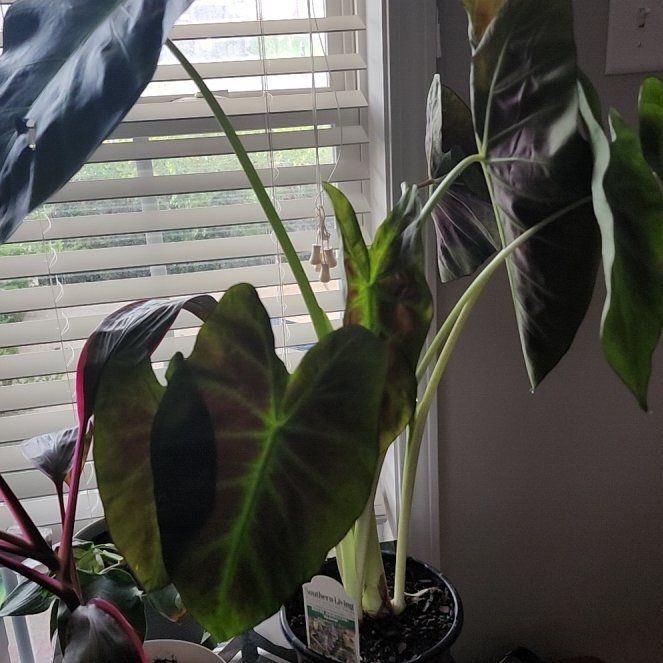 Photo of the plant species Colocasia Royal Hawaiian by @GothicPlants named Lavender on Greg, the plant care app