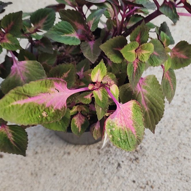 Photo of the plant species Perilla 'Magilla' by @GothicPlants named Mochi on Greg, the plant care app