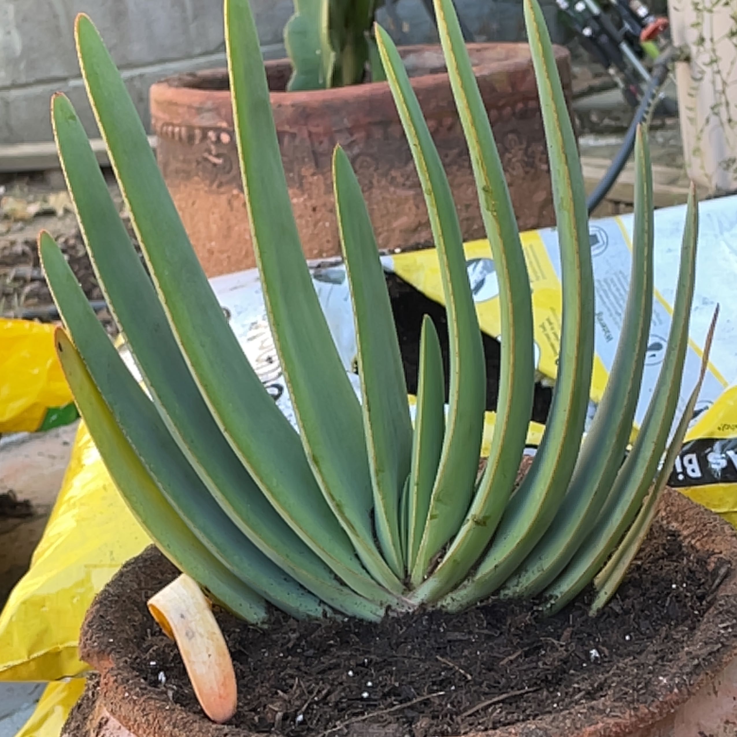 Photo of the plant species Fan Aloe by @AgileBogwillow named Lavender on Greg, the plant care app