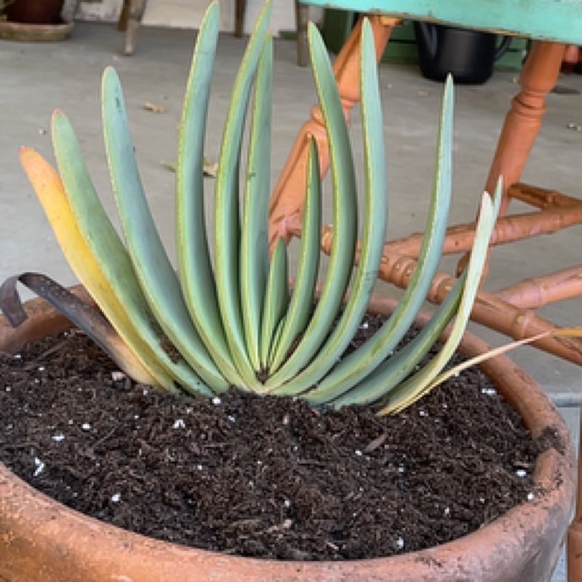 Photo of the plant species Fan Aloe by @AgileBogwillow named Sigmund on Greg, the plant care app