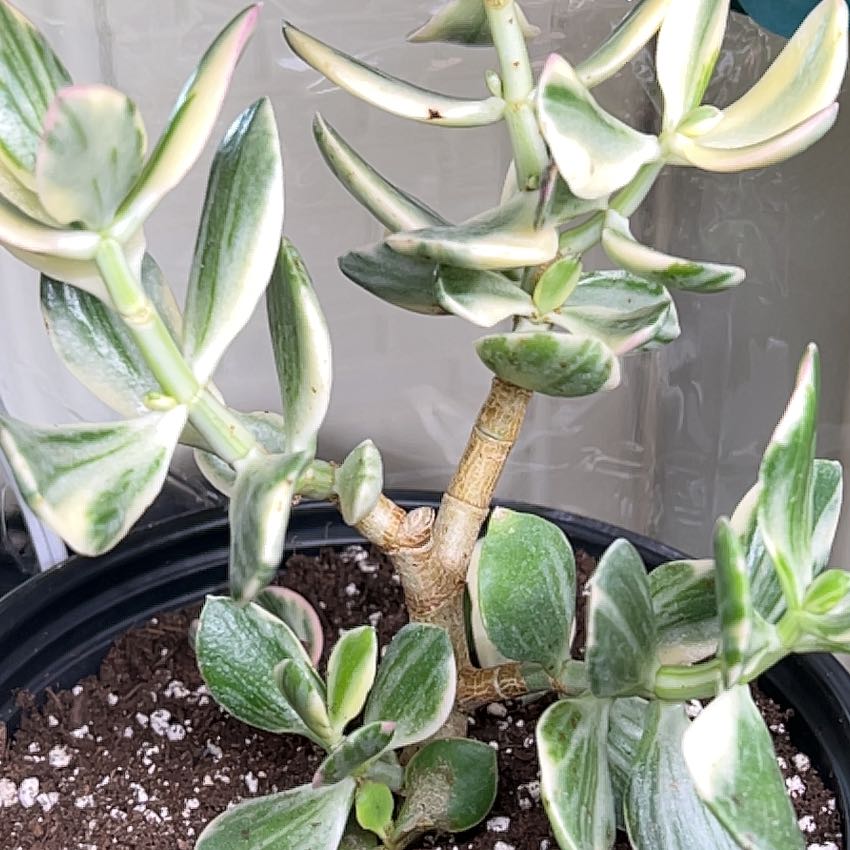 Photo of the plant species Verigated Jade by @FitFieldgentian named Diana on Greg, the plant care app