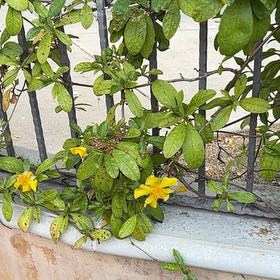 Plant care for Cunningham's Guinea Flower on Greg, the plant care app