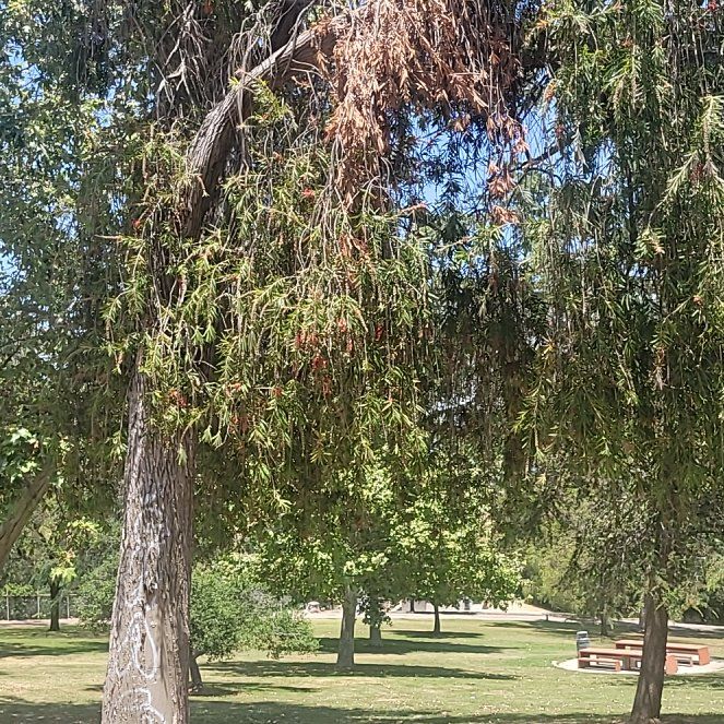 Photo of the plant species Western Australian Peppermint by @ActualTormentil named Lola on Greg, the plant care app