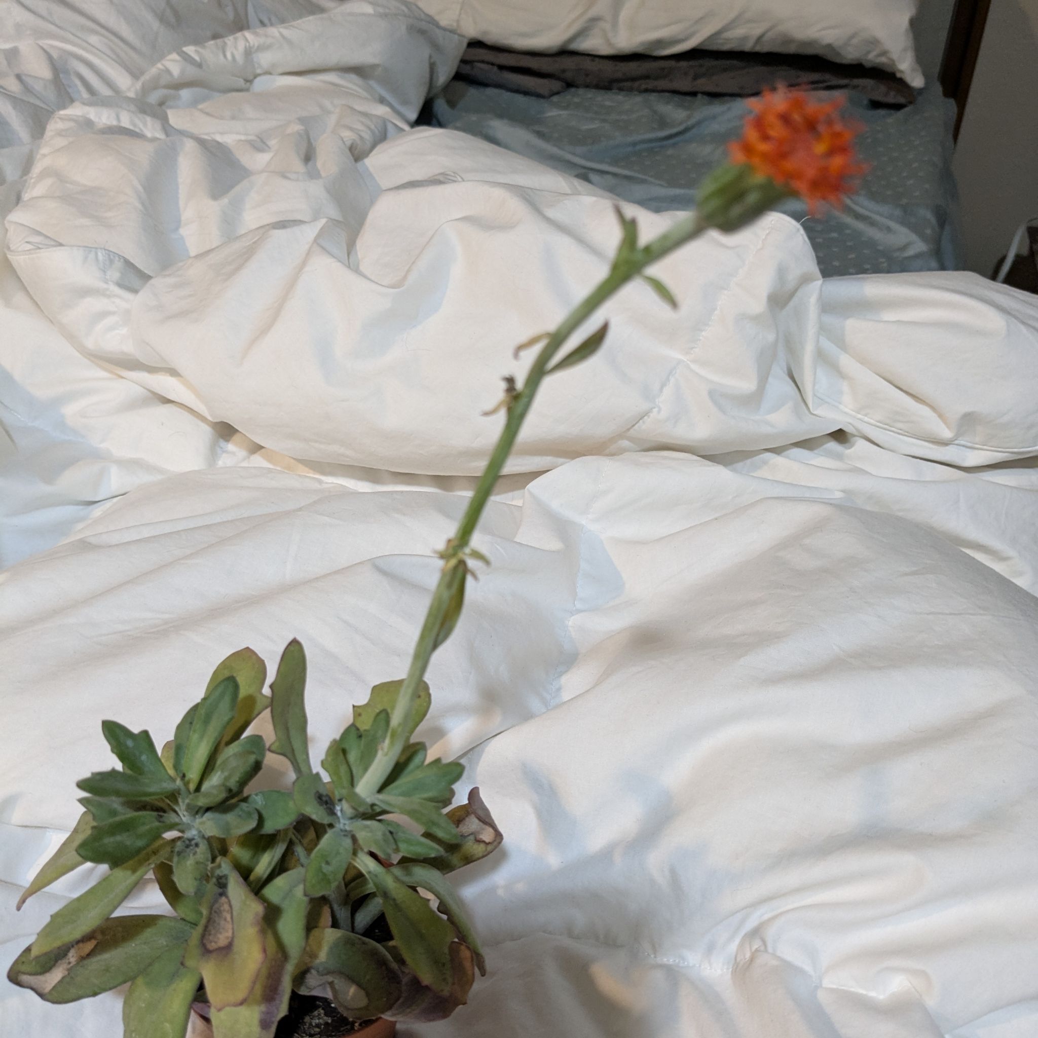 Photo of the plant species Red Dwarf Aster by @ImpishJavafern named Red on Greg, the plant care app