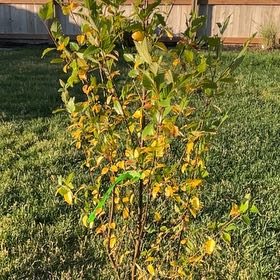 Photo of the plant species Dura Heat Birch Tree by @GrandFalseashok named Plato on Greg, the plant care app
