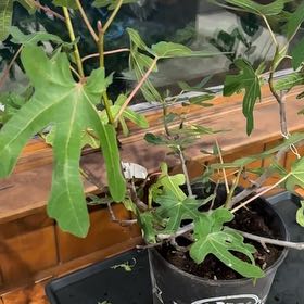 Plant care for Ficus castellviana on Greg, the plant care app