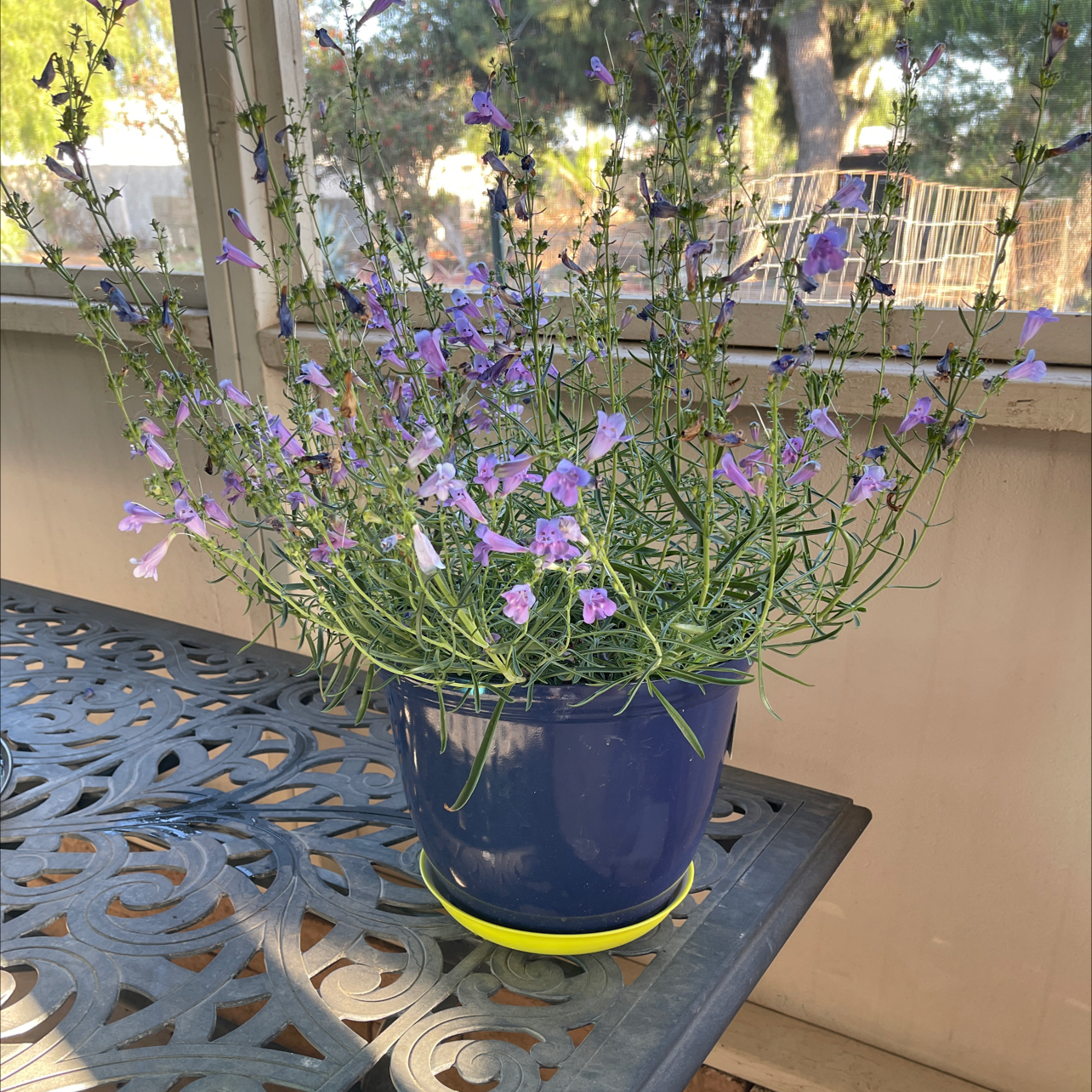 Photo of the plant species Bunchleaf Penstemon by @ActiveGuavatree named Einstein on Greg, the plant care app