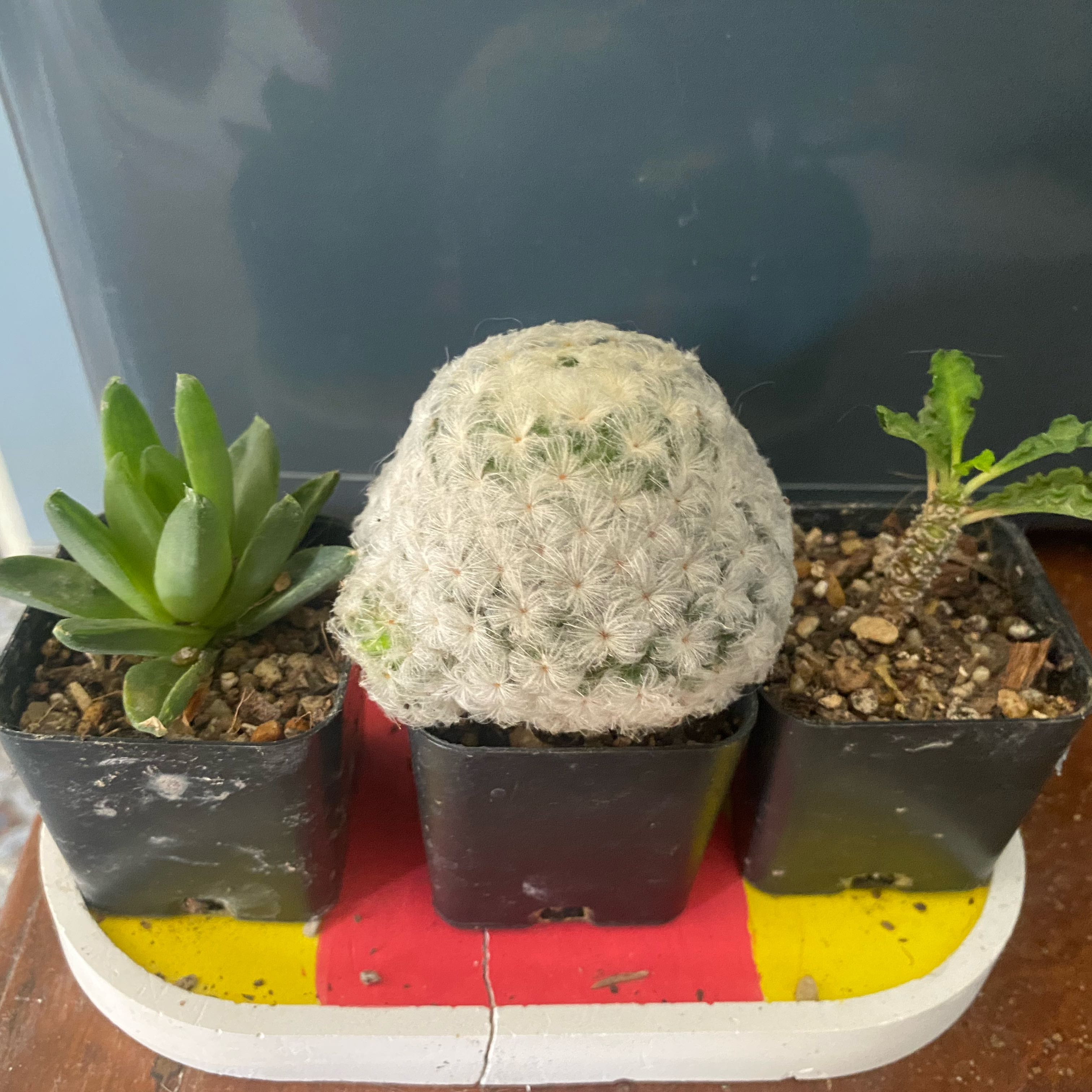 Three potted plants with a healthy Button Cactus in the center.