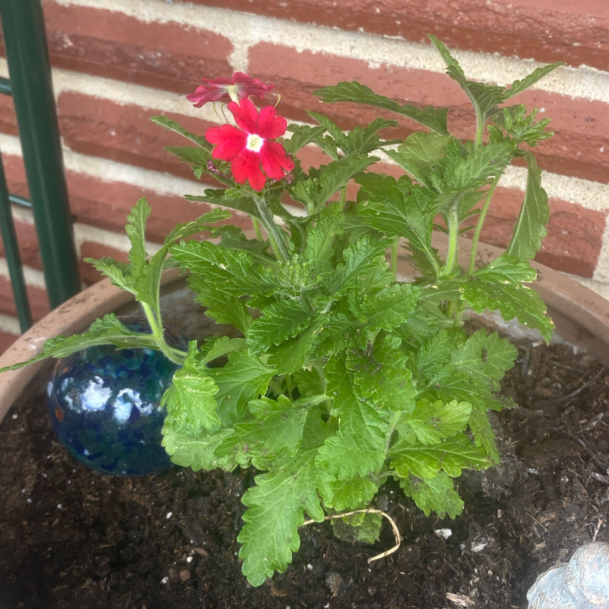 Photo of the plant species Garden Verbena by @WhimsicalRedash named Sigmund on Greg, the plant care app