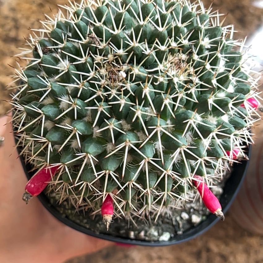 Mammillaria karwinskiana 'Nejapensis' cactus with visible soil and flowering buds.