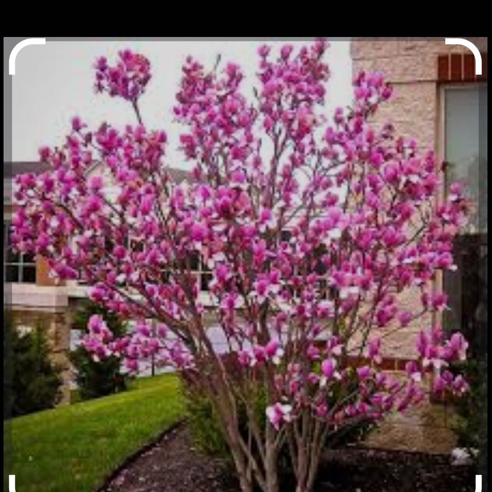 Photo of the plant species Ann Magnolia by @Sunneegr10 named Khaleesi on Greg, the plant care app