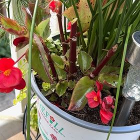 Photo of the plant species Smooth Begonia by @Sunneegr10 named Eva on Greg, the plant care app