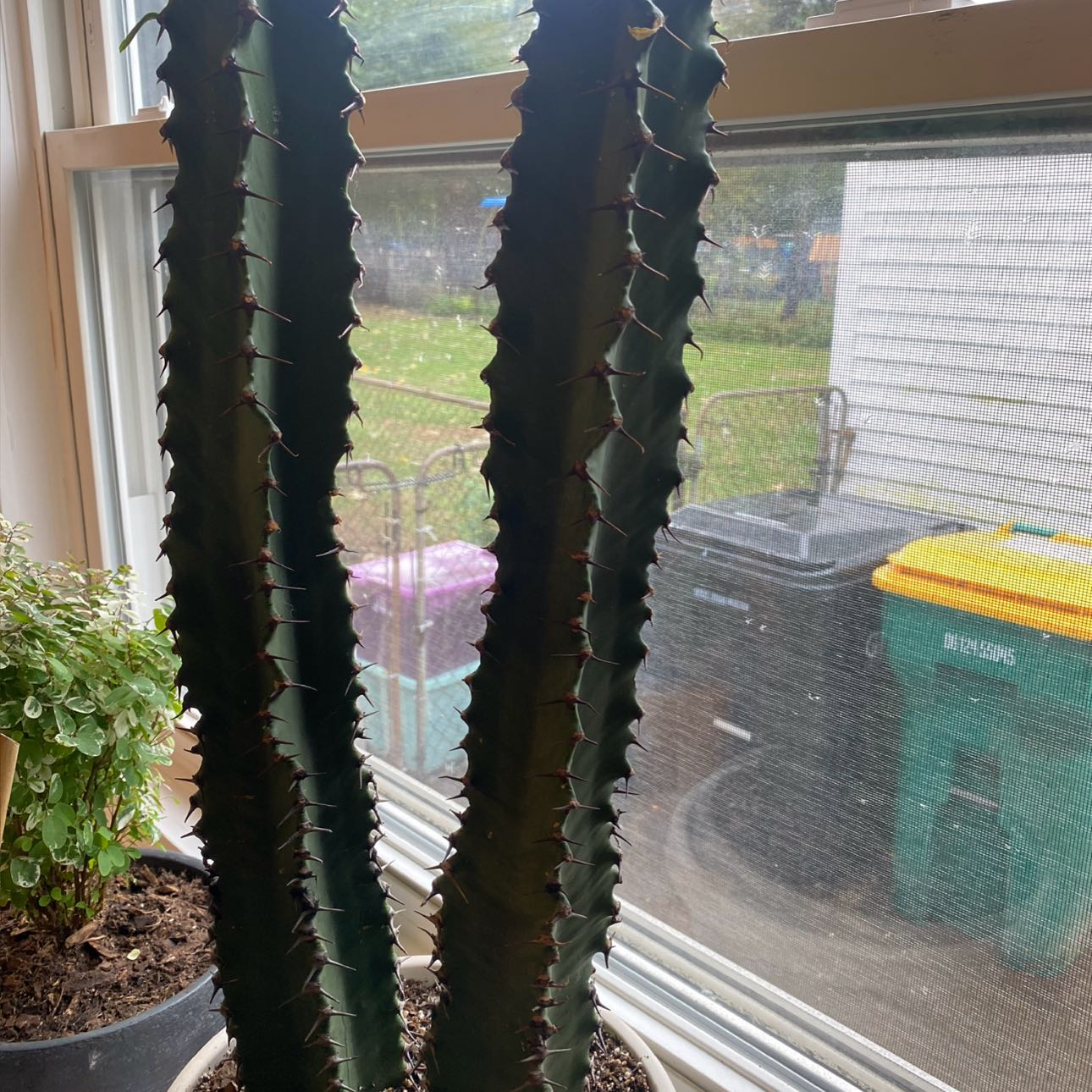 Photo of the plant species Euphorbia ingens 'Chocolate Drop' by @underwateredlol named Robert Plant on Greg, the plant care app
