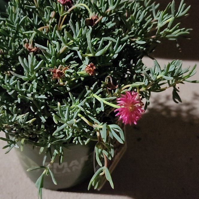 Photo of the plant species Trailing Ice Plant by @VividSeagrapes named Kylie on Greg, the plant care app