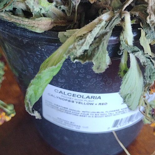 Photo of the plant species Calceolaria uniflora by @PreciousHopsage named Michelle Branch on Greg, the plant care app