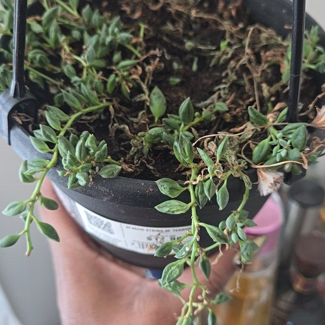 Photo of the plant species String of Tears by @PiousOxeyedaisy named Tear baby on Greg, the plant care app
