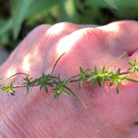 Photo of the plant species Swamp Stonecrop by @SwiftWildbasil named Mochi on Greg, the plant care app
