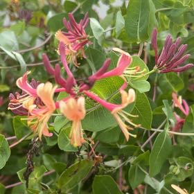 Photo of the plant species Etruscan Honeysuckle by @SwiftWildbasil named Figyonce on Greg, the plant care app