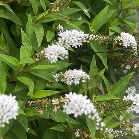 Photo of the plant species Gooseneck Loosestrife by @SwiftWildbasil named Tupot amaroot on Greg, the plant care app