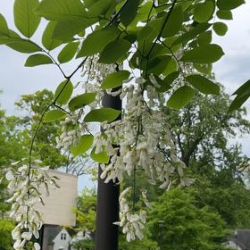 Photo of the plant species False Acacia by @SwiftWildbasil named Zeus on Greg, the plant care app