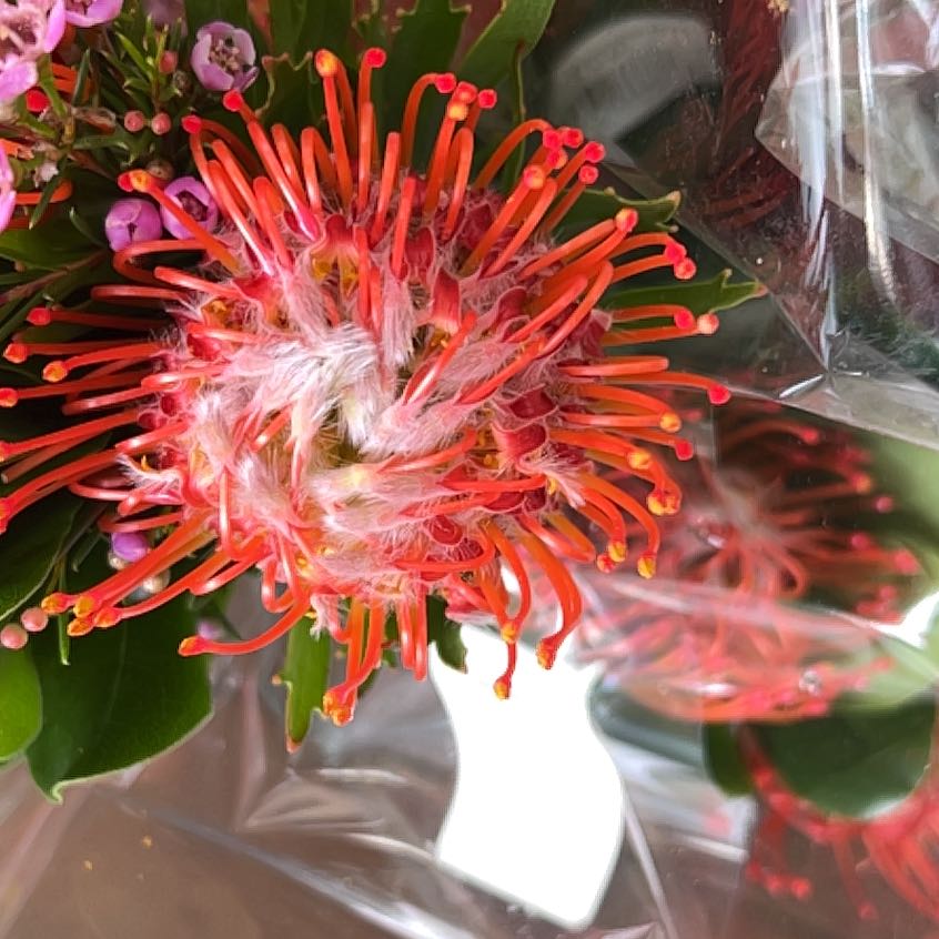 Photo of the plant species Red Pincushion-Protea by @SwiftWildbasil named Peter Parker on Greg, the plant care app