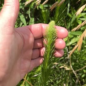 Photo of the plant species Dense Blazing Star by @SwiftWildbasil named ChloroPhil on Greg, the plant care app