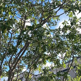 Photo of the plant species Kapok Tree by @SwiftWildbasil named Sherlock on Greg, the plant care app