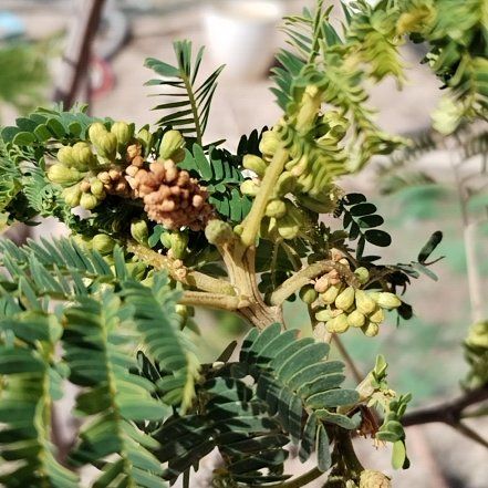 Photo of the plant species Long-Leaved Wattle by @SkilledSwampbay named Acacia on Greg, the plant care app