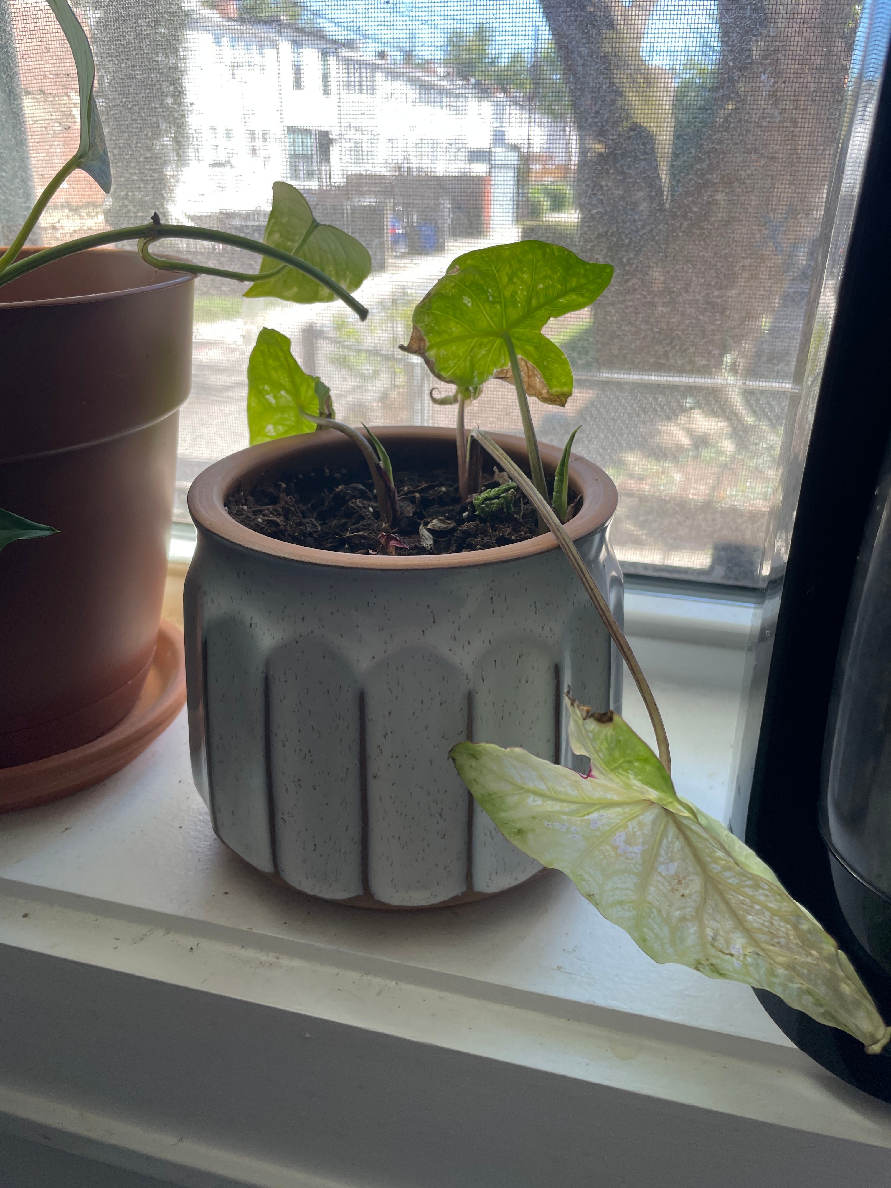 Angel Wings 'Star Parade Mix' How Much Water & Light Does it Need to