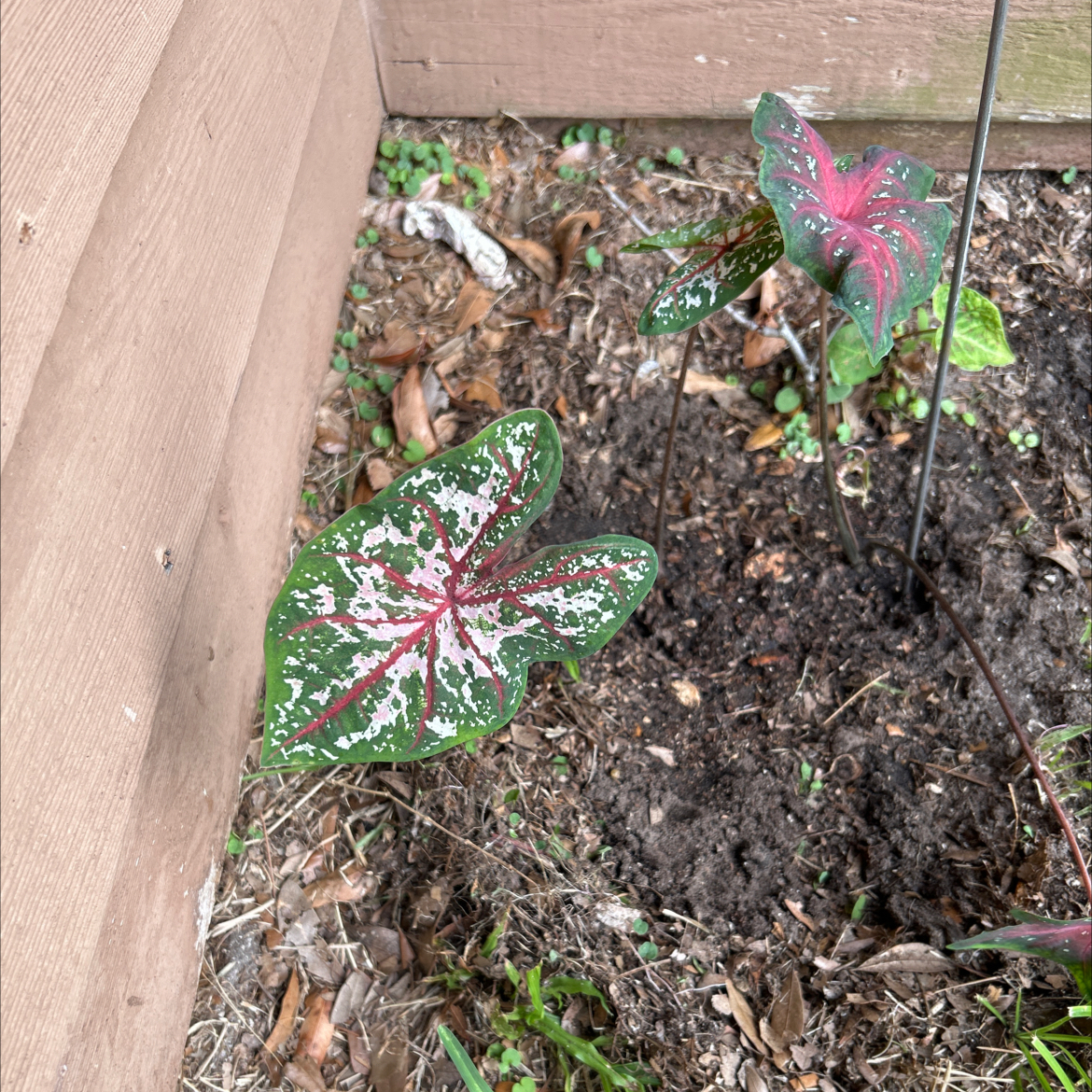 Photo of the plant species Florida Red Ruffle Caladium by @MrMikeDrop named 5 Tree Diddy on Greg, the plant care app