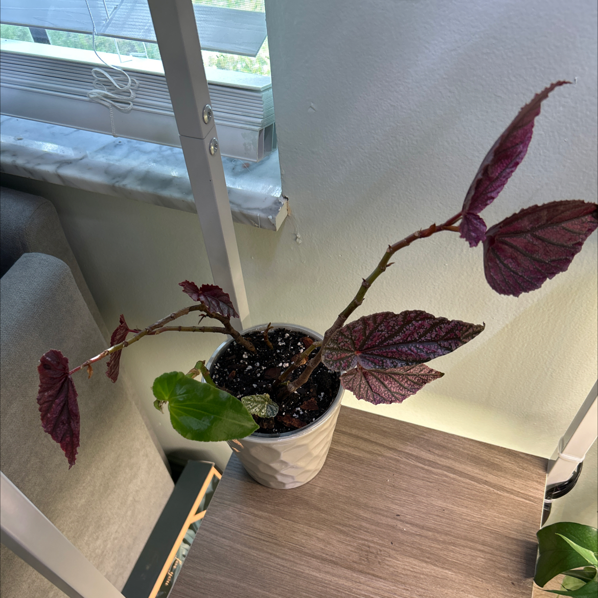 Photo of the plant species Pink mink begonia by @MrMikeDrop named 4 Beyonce on Greg, the plant care app