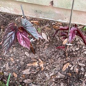 Photo of the plant species Pink mink begonia by @MrMikeDrop named 5 Rihanna on Greg, the plant care app