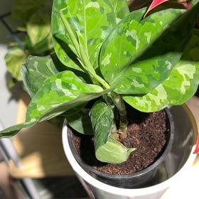 Photo of the plant species Aglaonema rotundum 'Pictum Tricolor' by @MrMikeDrop named 2 Rainier on Greg, the plant care app