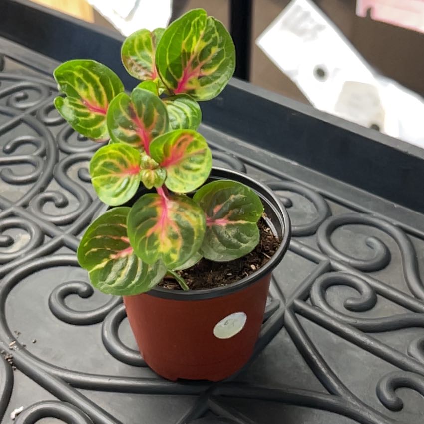 Photo of the plant species Bloodleaf Plant by @MrMikeDrop named 3 Sir Plancelot on Greg, the plant care app