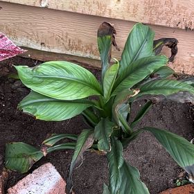 Photo of the plant species Spathiphyllum 'Jessica' by @MrMikeDrop named 5 Luna on Greg, the plant care app
