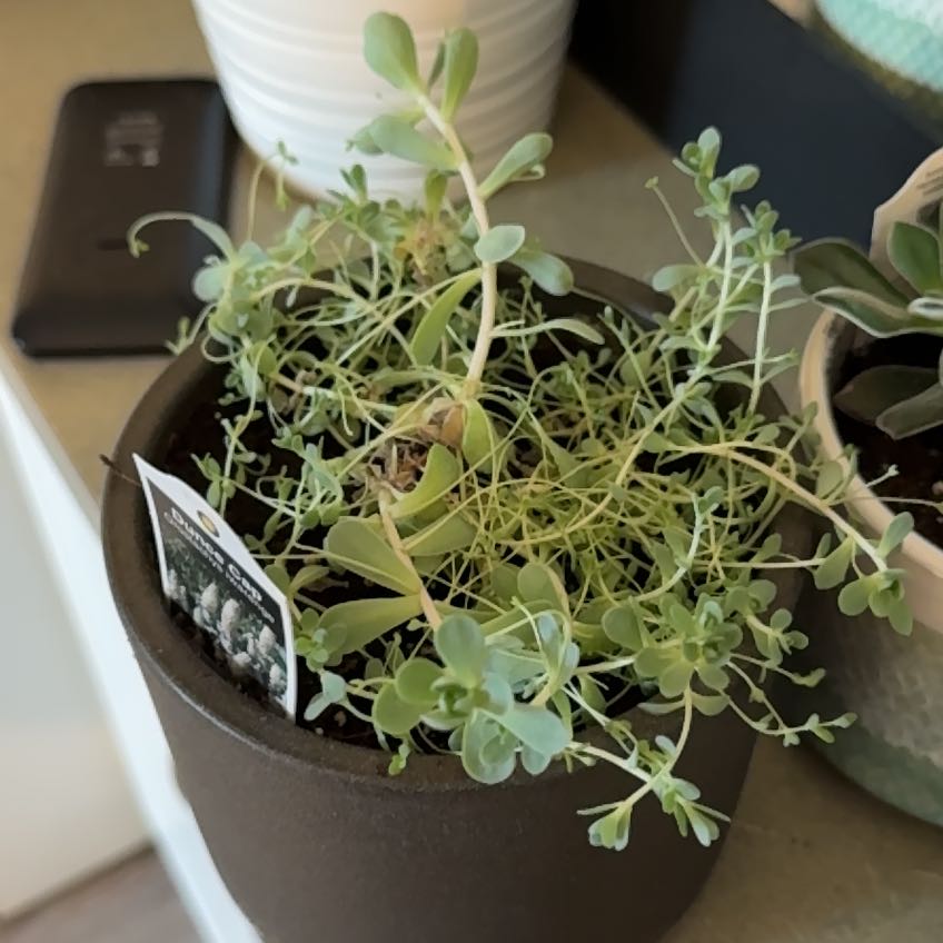 Photo of the plant species Dunce Cap by @TycoonCoralvine named Fernie Mac on Greg, the plant care app