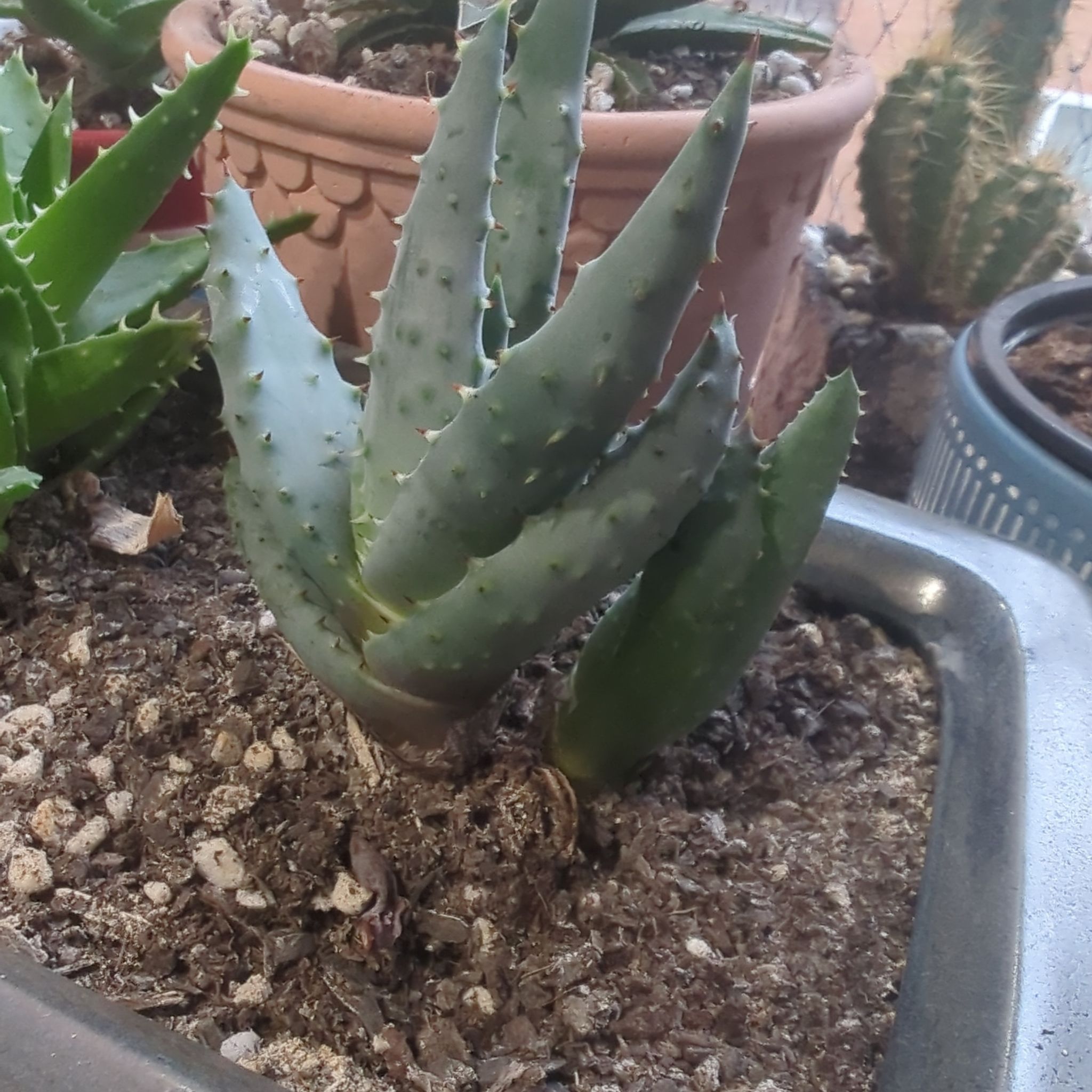 Photo of the plant species Red Hot Poker Aloe by @HeirCalamondin named Foxxy on Greg, the plant care app