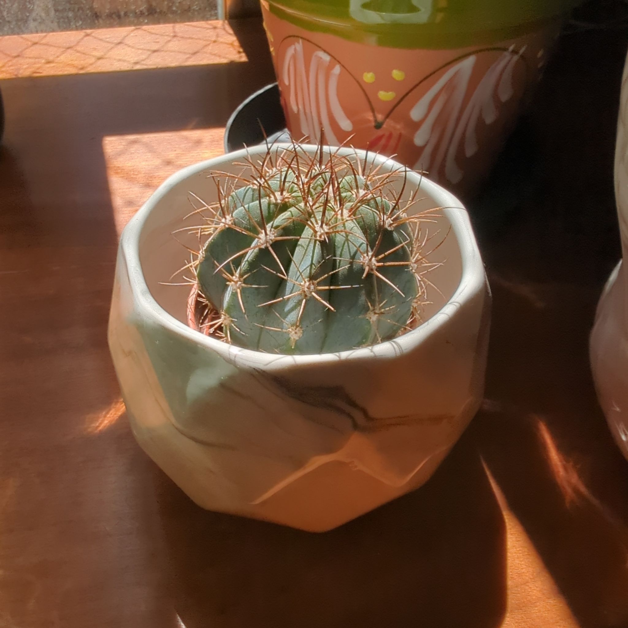 Photo of the plant species Melocactus pruinosus by @HeirCalamondin named Anne on Greg, the plant care app