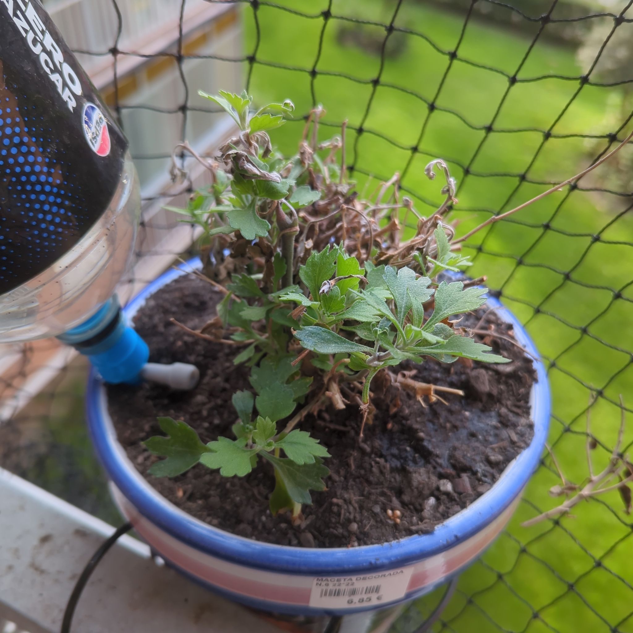Photo of the plant species Chrysanthemum by @HeirCalamondin named Tree Diddy on Greg, the plant care app