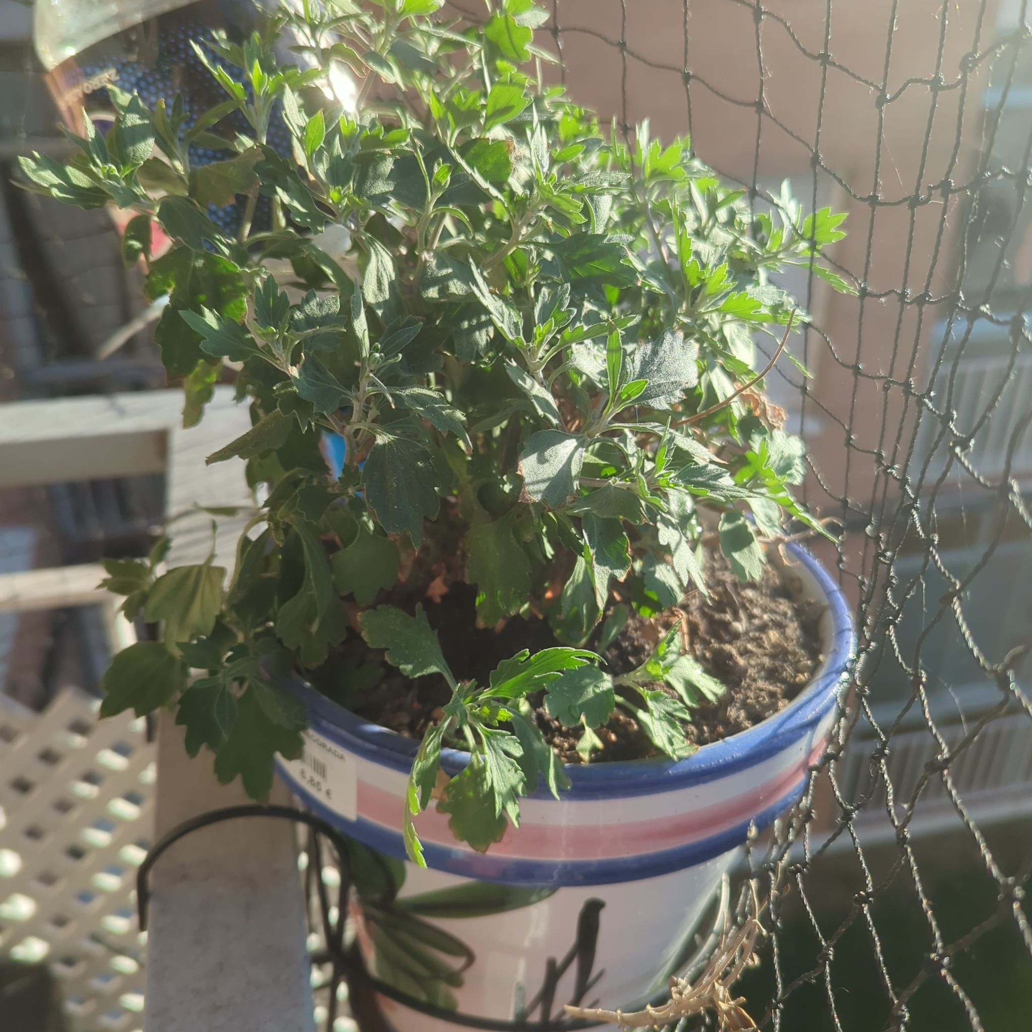Photo of the plant species Chrysanthemum by @HeirCalamondin named Tree Diddy on Greg, the plant care app
