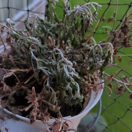 Photo of the plant species Chrysanthemum by @HeirCalamondin named Tree Diddy on Greg, the plant care app