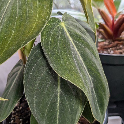 Photo of the plant species Black-gold Philodendron by @kindapooped named Nicholas Deorio on Greg, the plant care app