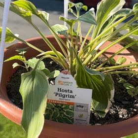 Photo of the plant species pilgrim by @Krystals named Aria on Greg, the plant care app