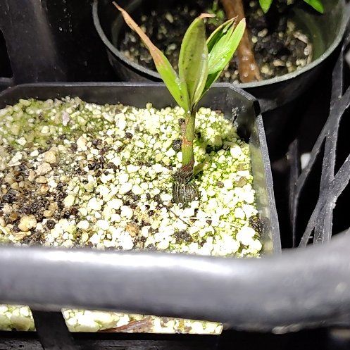 Photo of the plant species Puerto Rican Royal Palm by @CoolSeepmuhly named Treeyoncé on Greg, the plant care app