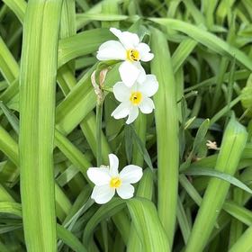 Photo of the plant species Poet's Narcissus by @HonoredEmoryoak named Sir Plancelot on Greg, the plant care app