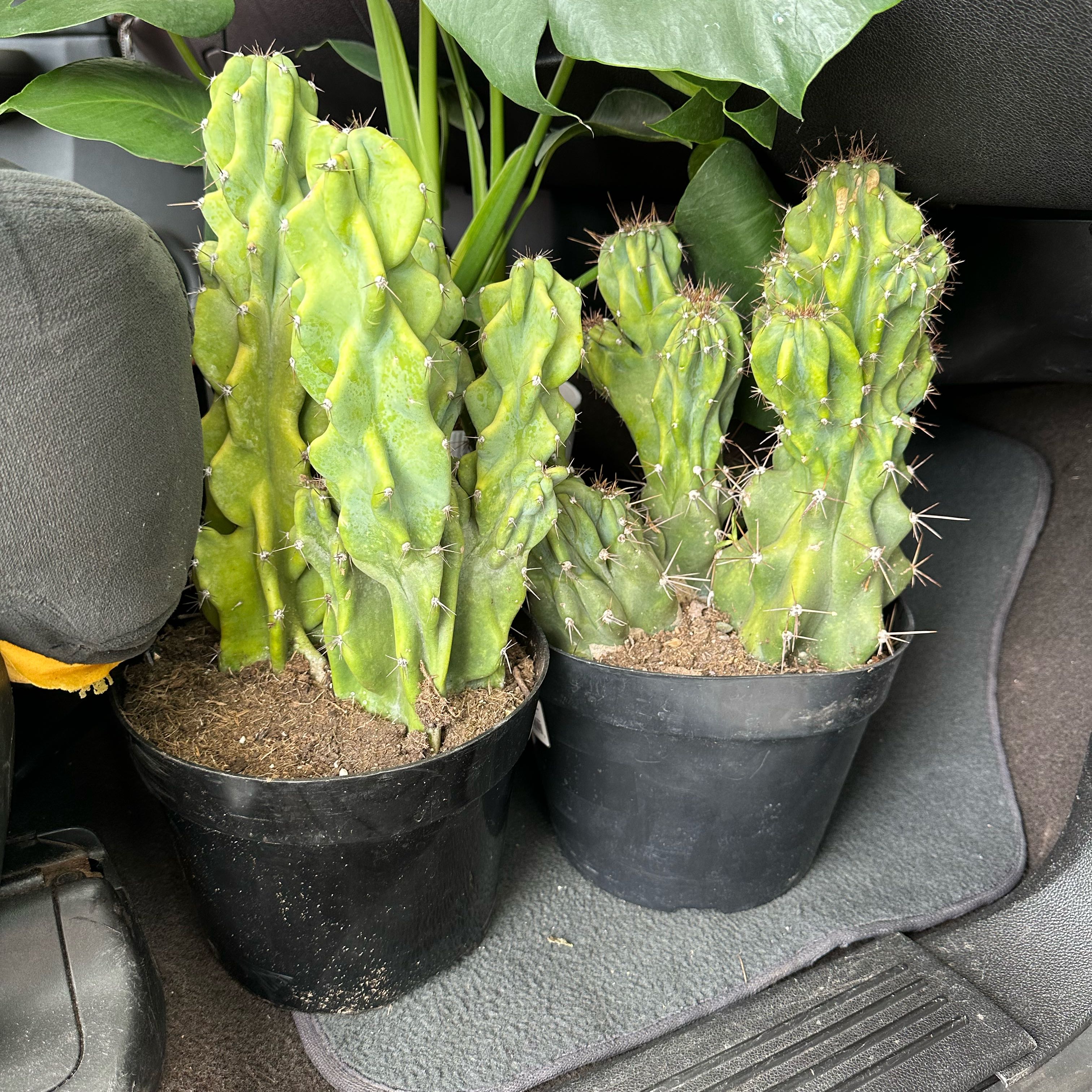 Two potted Peruvian Apple Cactus Monstrose plants on a car floor mat.