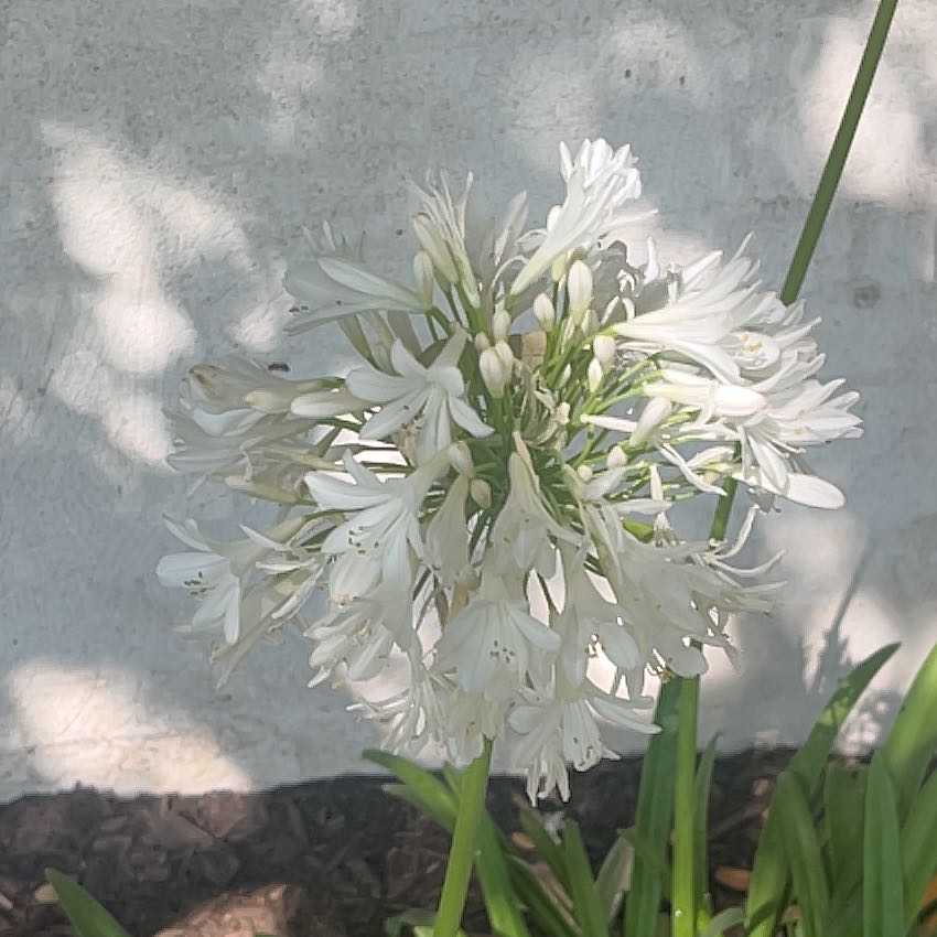 Photo of the plant species African Lily by @NoblySugarsumac named Oscar on Greg, the plant care app