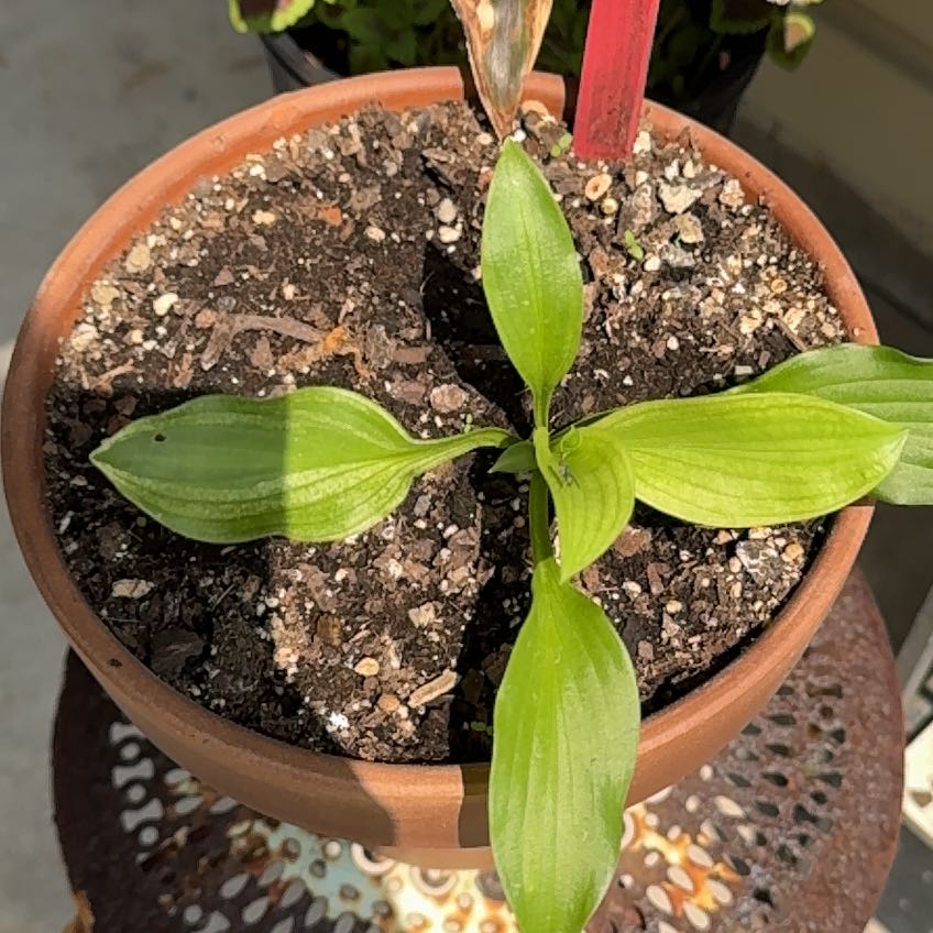 Young Hosta 'Halcyon' plant in a terracotta pot with visible soil.